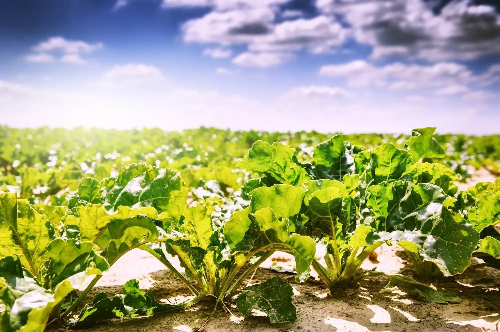 BC Farmers Benefit From New Export Agreement