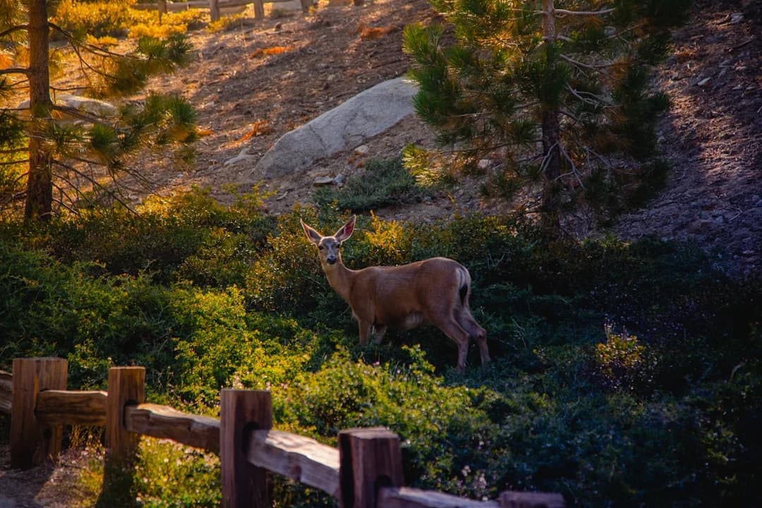 Cover Image for AI-powered Wildlife Monitoring in BC Parks: Update