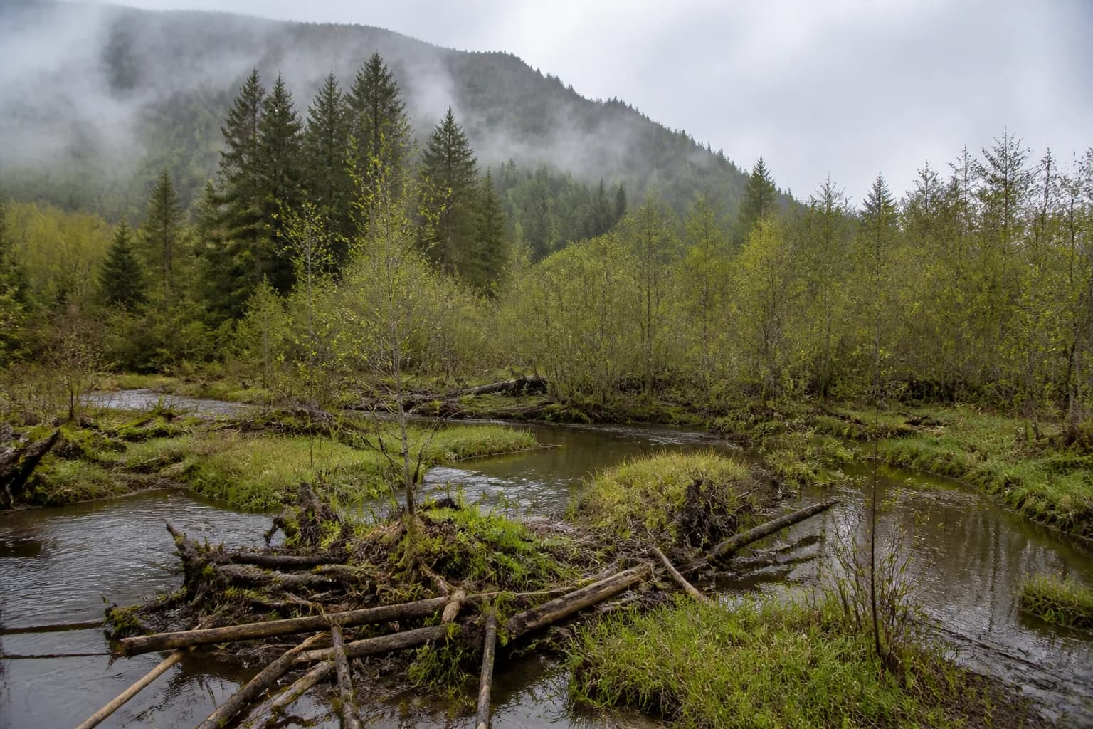 NbS Climate Adaptation Across BC and Pacific Northwest