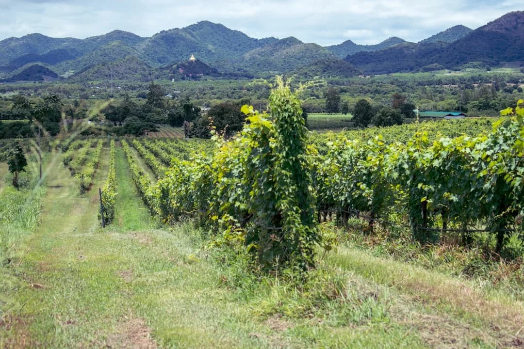 Cover Image for Okanagan Wine Country Tourism 2026: Trends and Growth