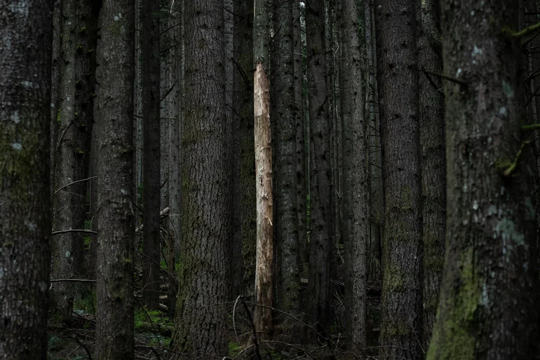 Cover Image for British Columbia Strategic Investment Fund Unveiled