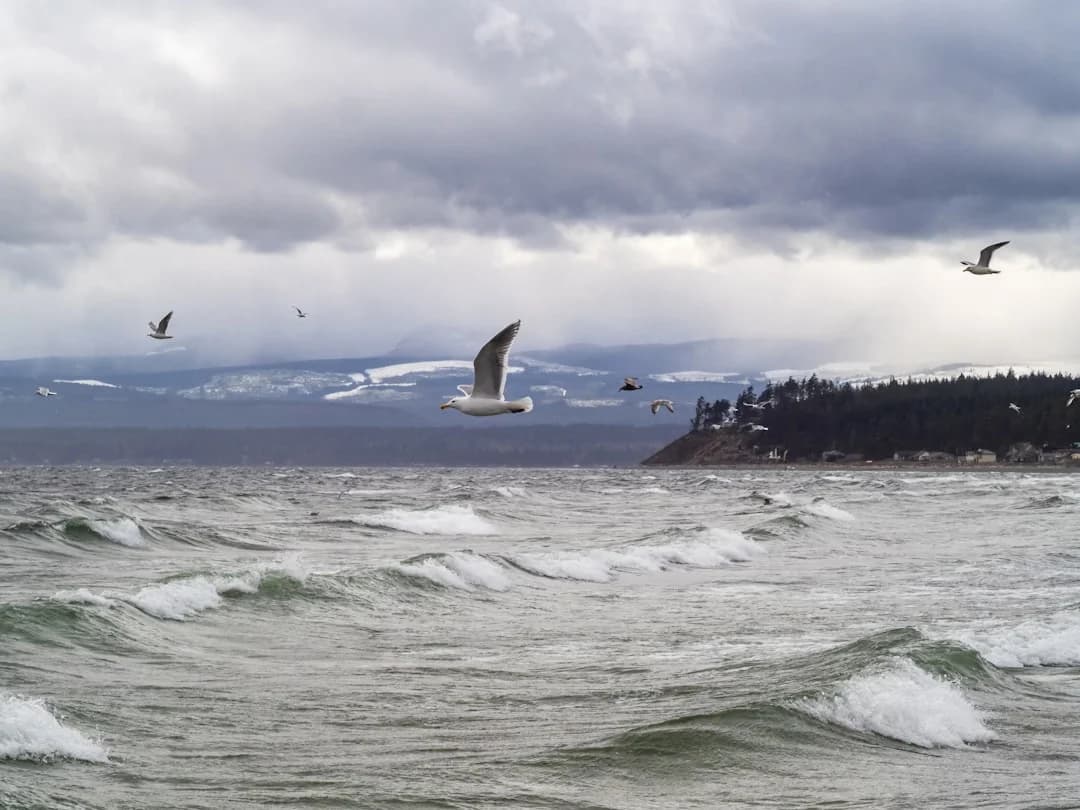Cover Image for Vancouver Island Wind-wave-hydrogen Hybrid Energy Pilot