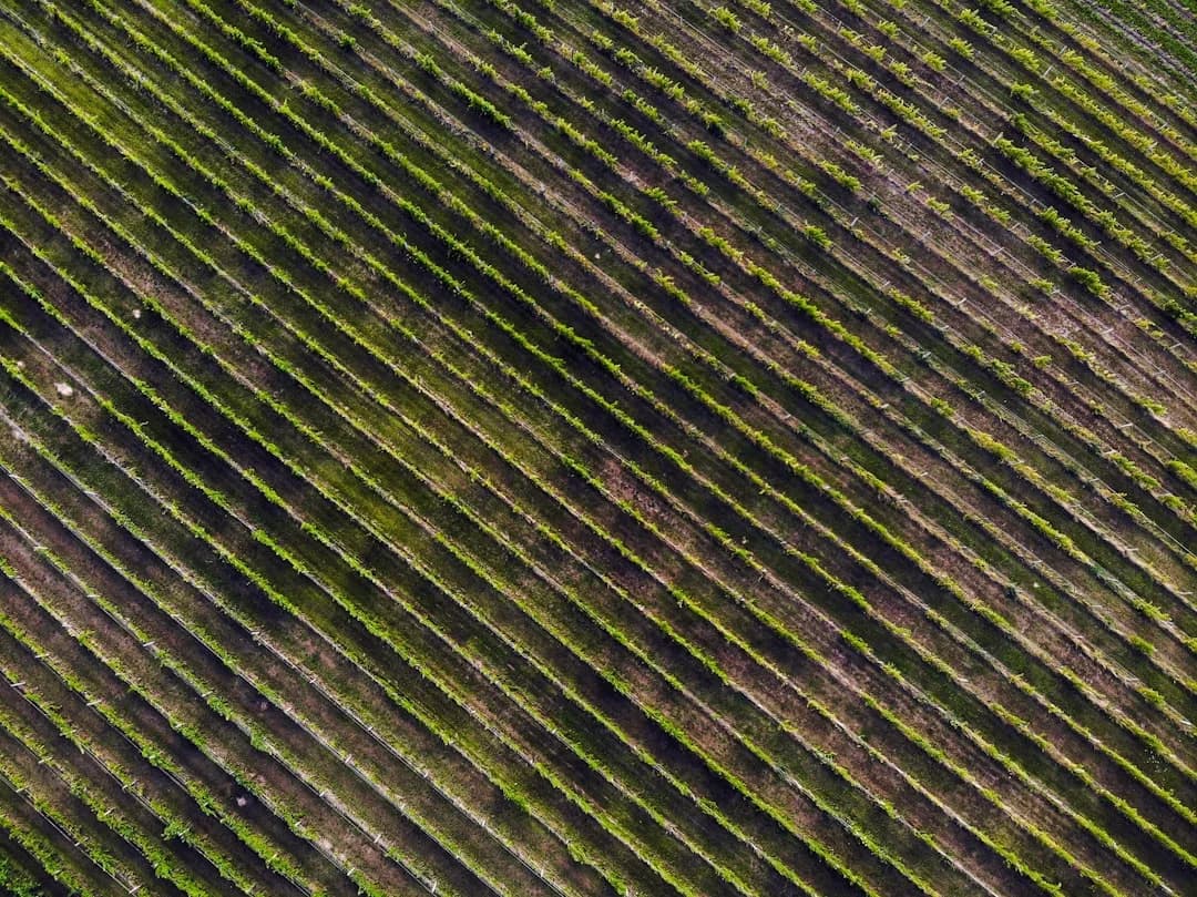 Cover Image for Okanagan Drone-assisted Viticulture Gains Ground