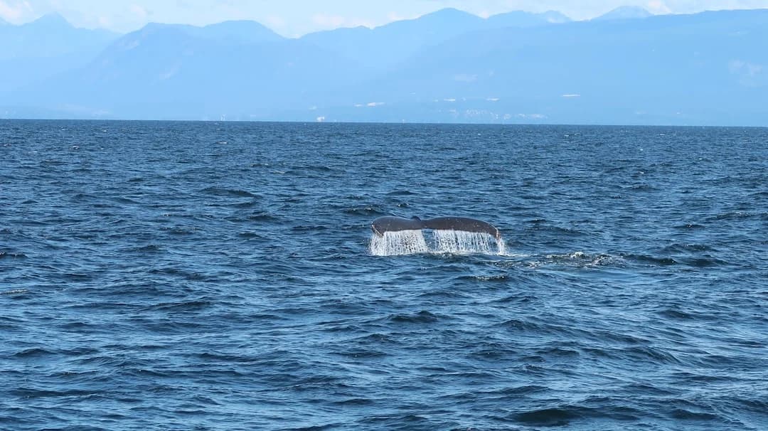 Cover Image for Grey Whale Collision with Sea-Doo Off Vancouver 2026