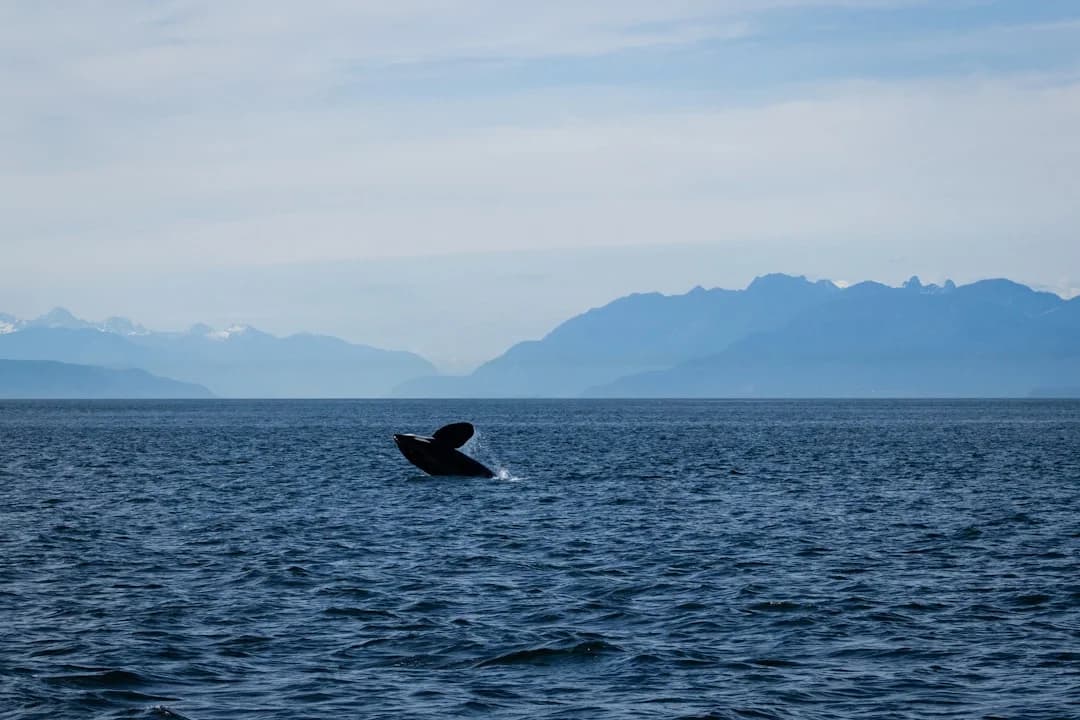 Cover Image for Climate-driven Whale Migration and Pacific Northwest Tourism