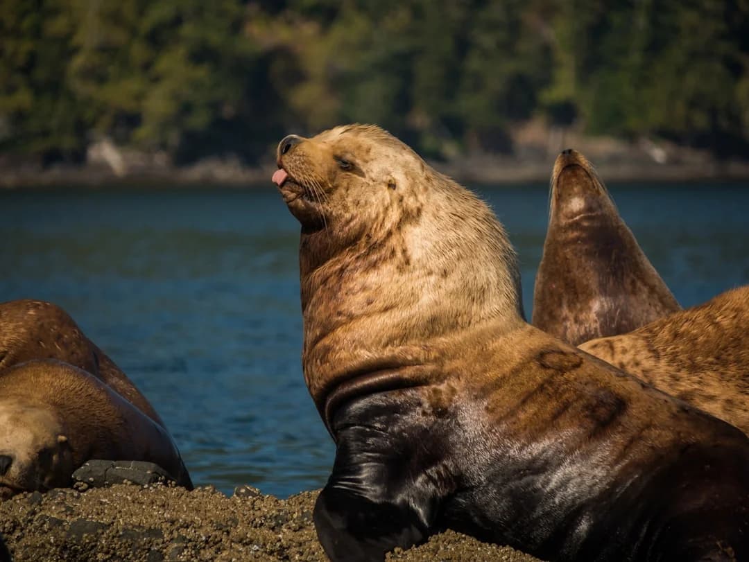 Cover Image for Vancouver Island 2026 Whale-Watching & Wine Itinerary