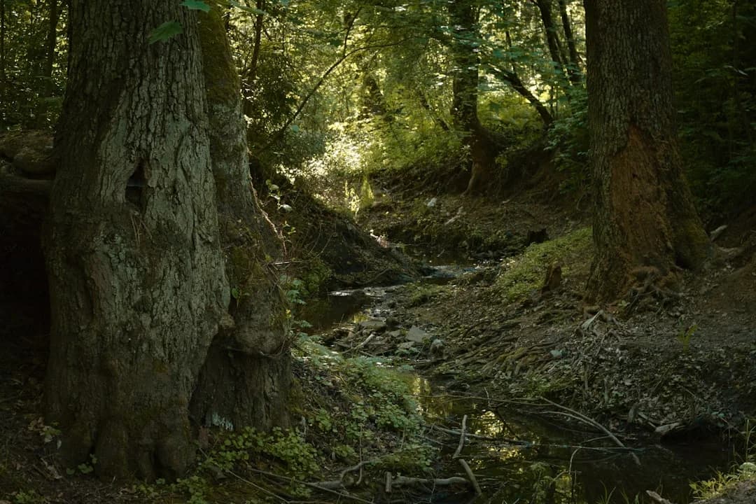 Cover Image for Fairy Creek old-growth deferral 2026 BC Extended